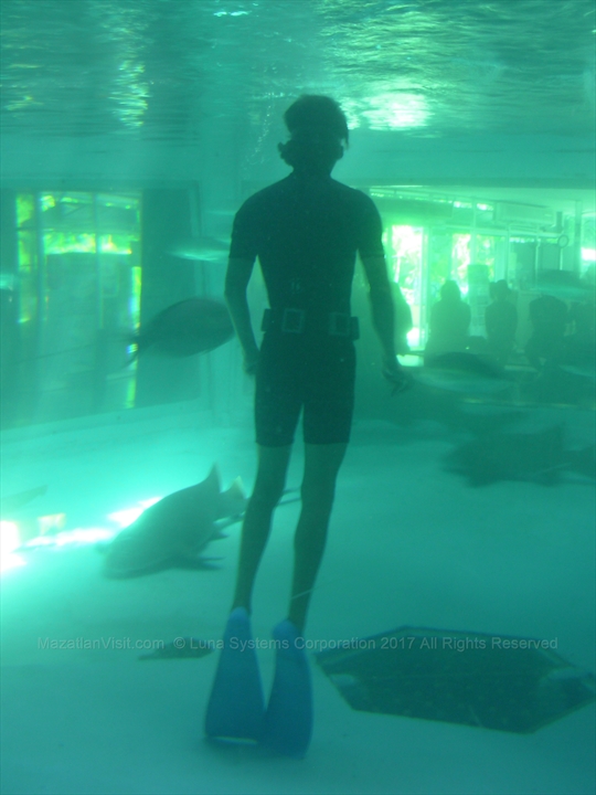 A diver hand feeding nurse sharks in the main marine tank