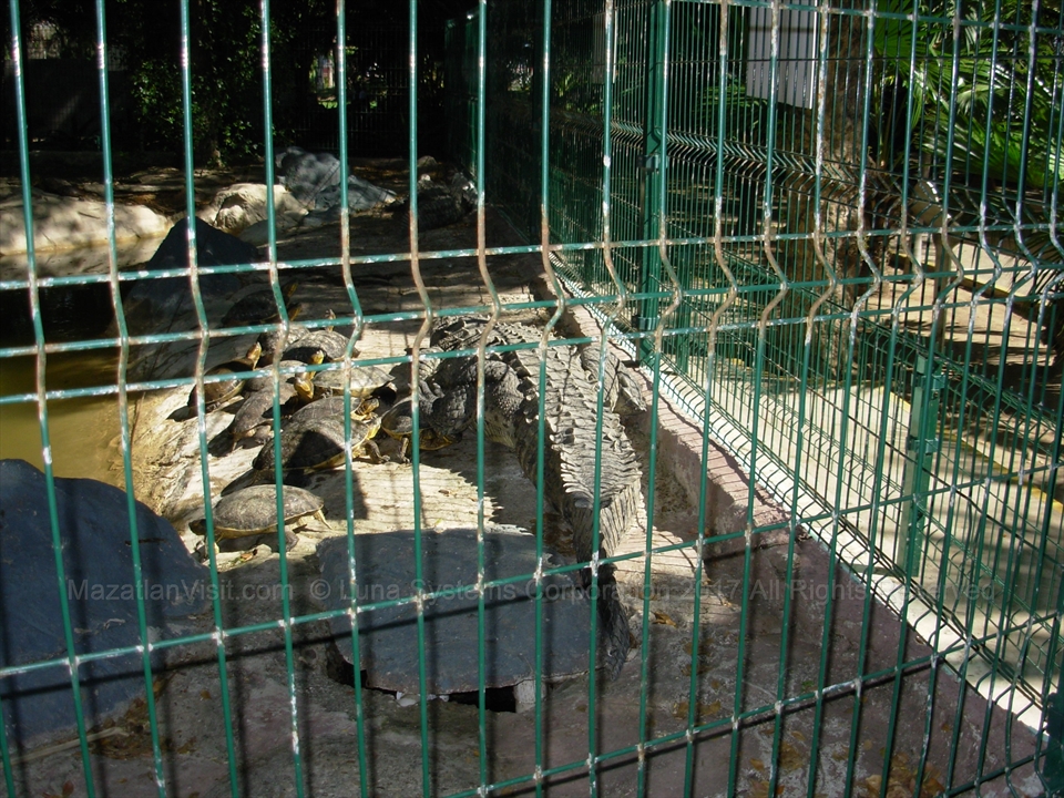 Marine turtles pool at the old Acuario Mazatlán