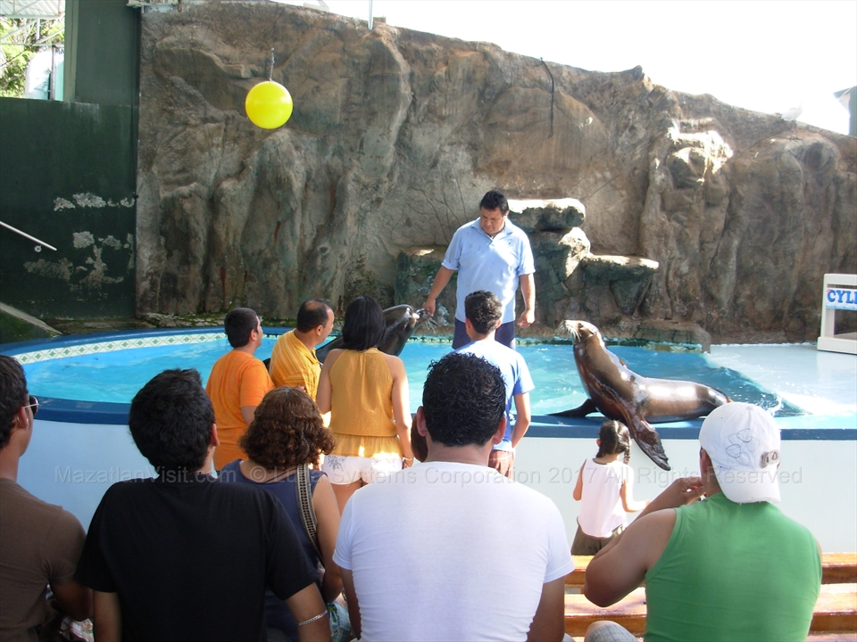 Dolphins and aquatic exhibits in old Mazatlán