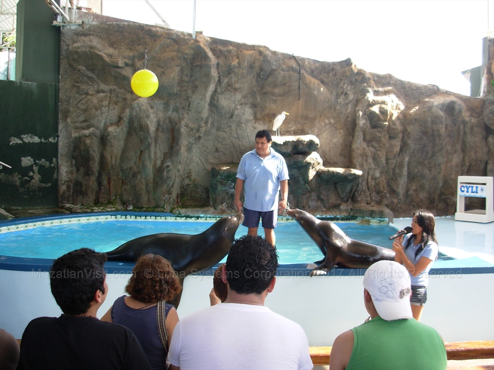 Sea lion balancing a ball at the old aquarium show