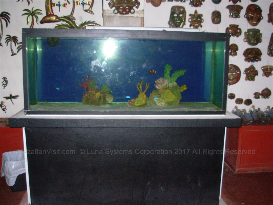 Large display of locally harvested regional sea shells