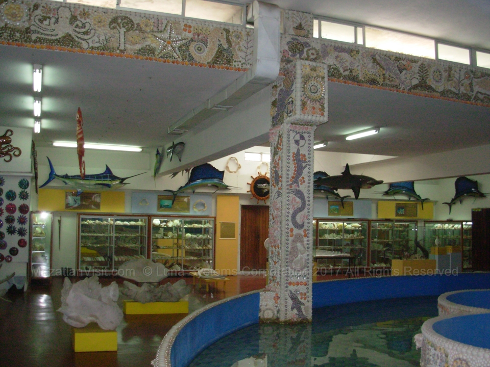Symmetrical rows of polished and natural shells under glass protection