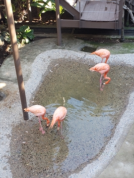 Flamingos standing gracefully in the ponds at Observatorio 1873