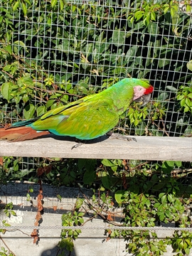 Tropical toucans sitting along the lush jungle branches inside the mesh cage