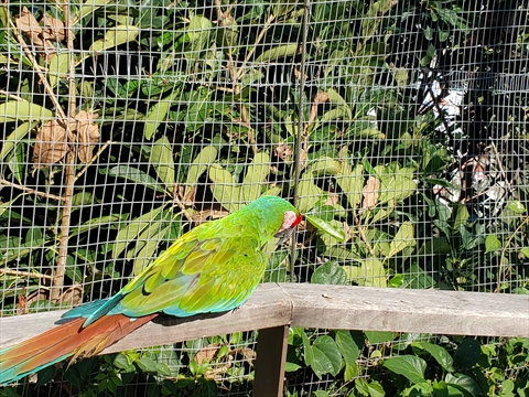 Brightly colored macaws and parrots perched inside the tropical walkthrough aviary sanctuary