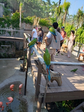 Beautiful pink flamingos resting along the artificial pond structures in the aviary
