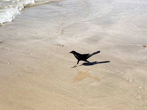Coastal shorebird foraging on the wet sands of a Mazatlán beach
