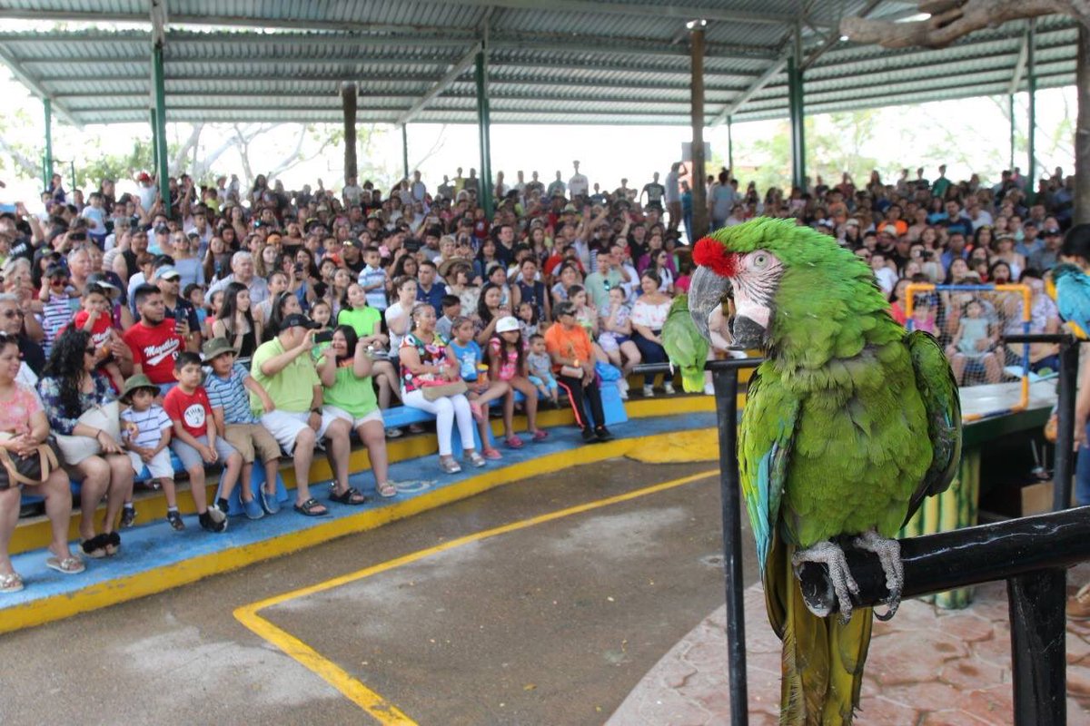Colorful Macaws performing tricks during the outdoor bird exhibition